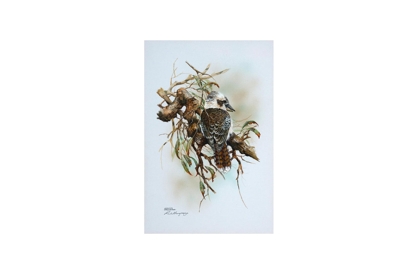 Paul Margocsy (1945 - ) Original Gouache Painting 'Laughing Kookaburra' 30.5cm x 20cm