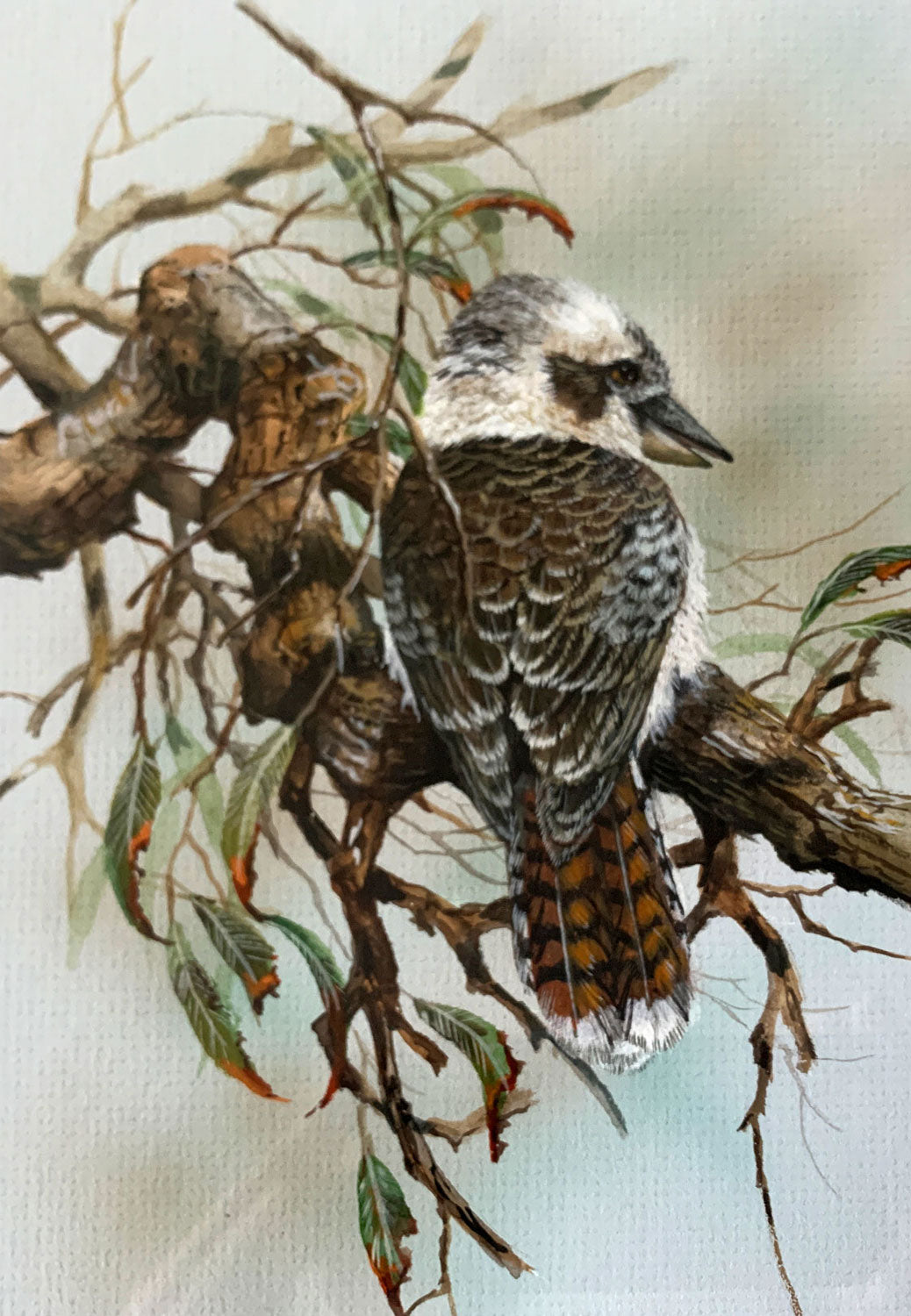 Paul Margocsy (1945 - ) Original Gouache Painting 'Laughing Kookaburra' 30.5cm x 20cm